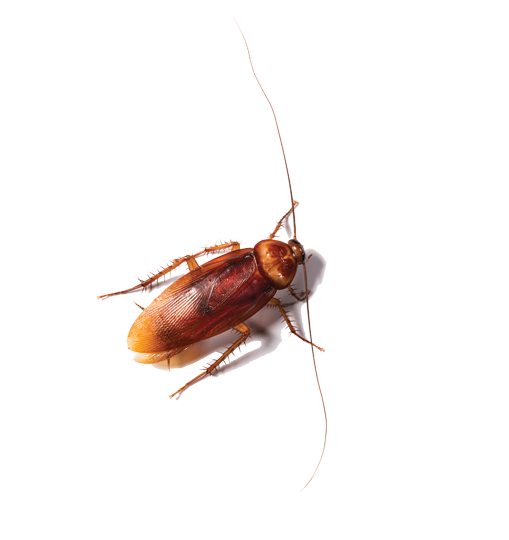 American Cockroach