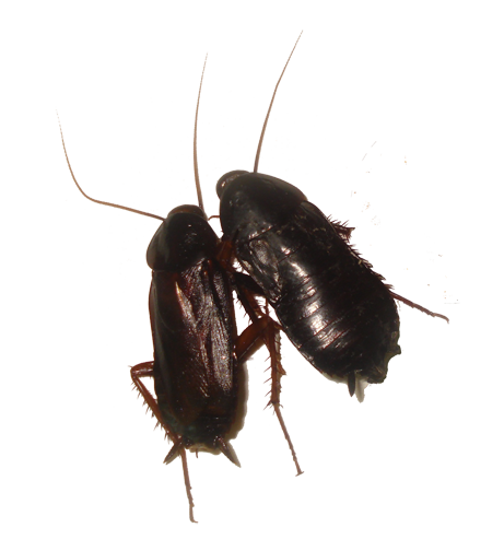 Oriental Cockroach