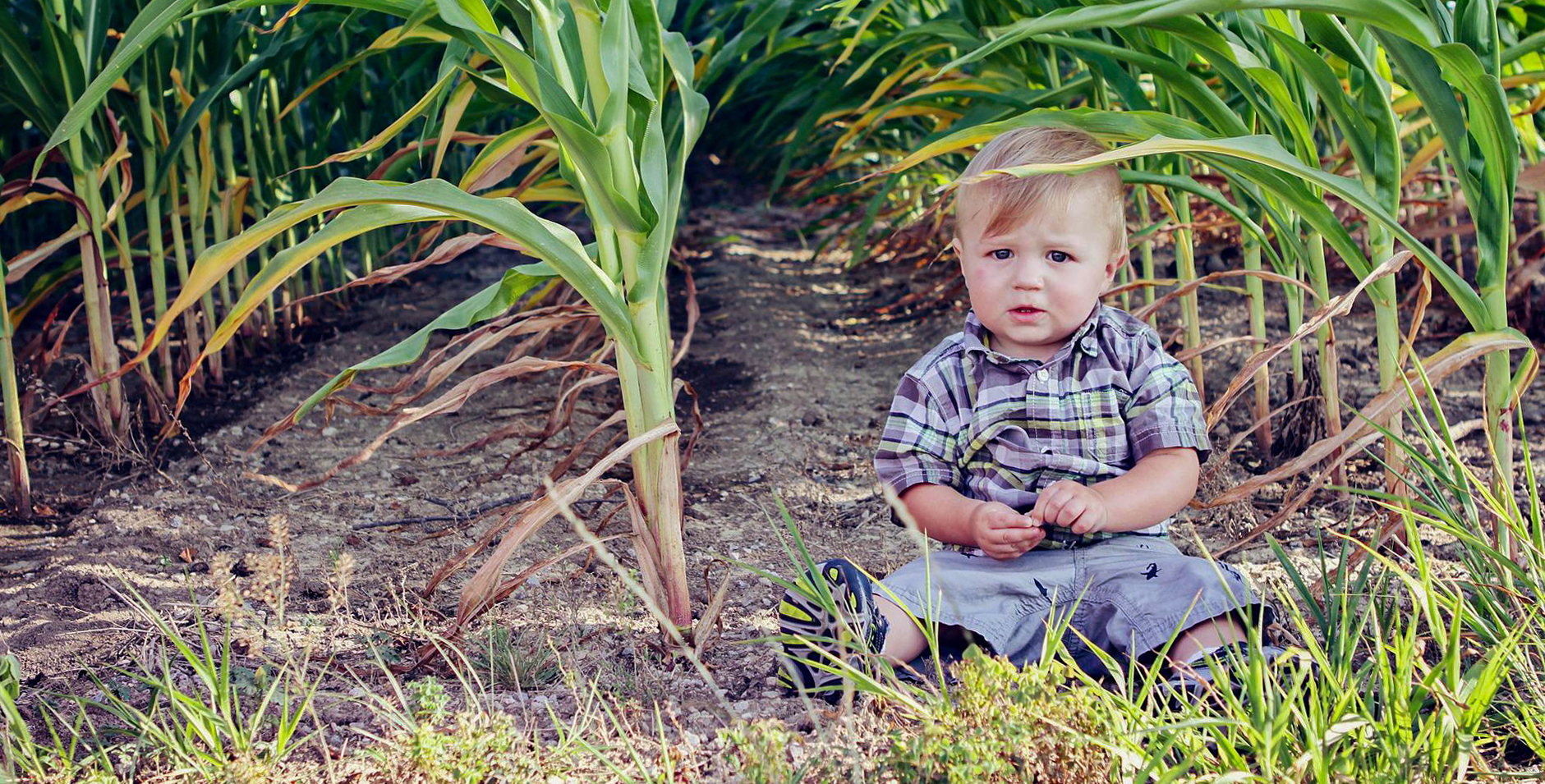 Small child in cornfield