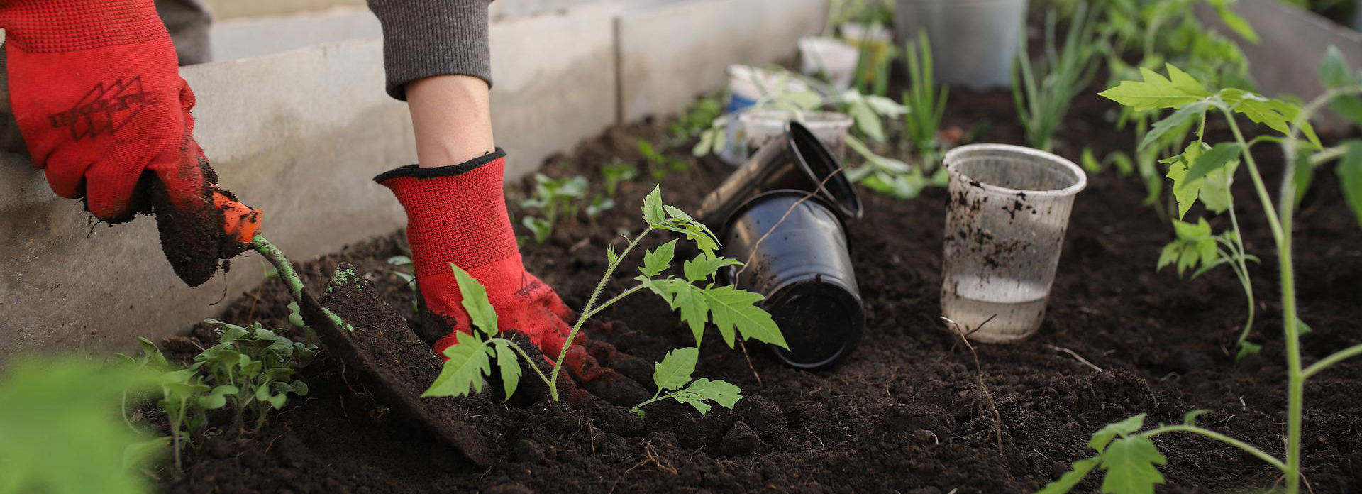 Digging plant in greenhouse