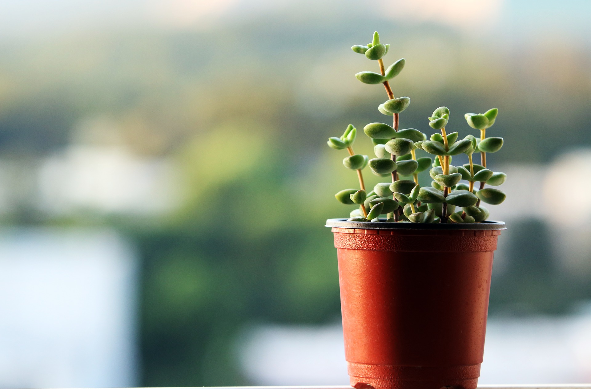 Potted plant