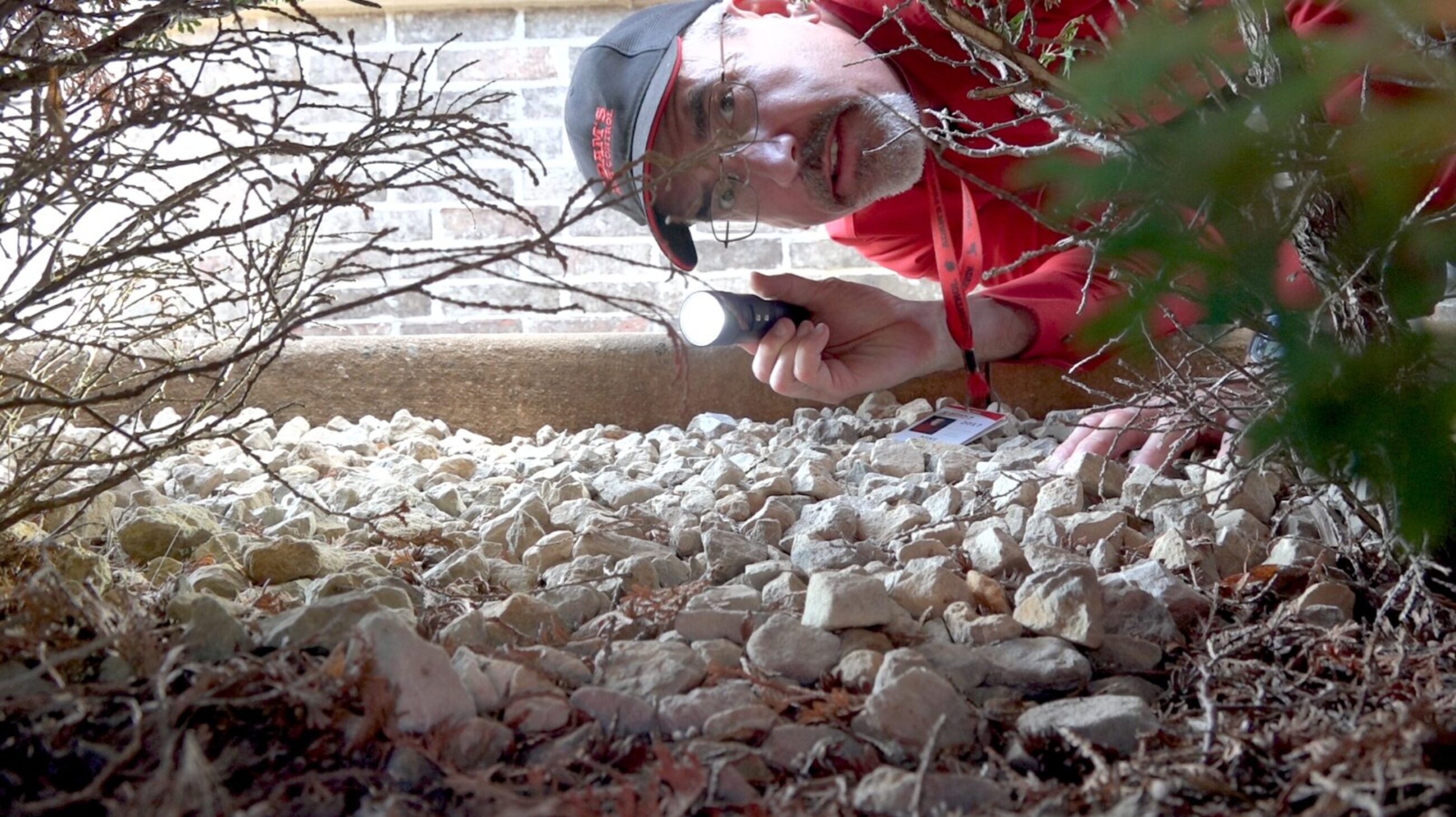 Technician Checking for Outdoor Pest Activity in Shrubs Pest control technician inspecting shrubs for signs of pest activity