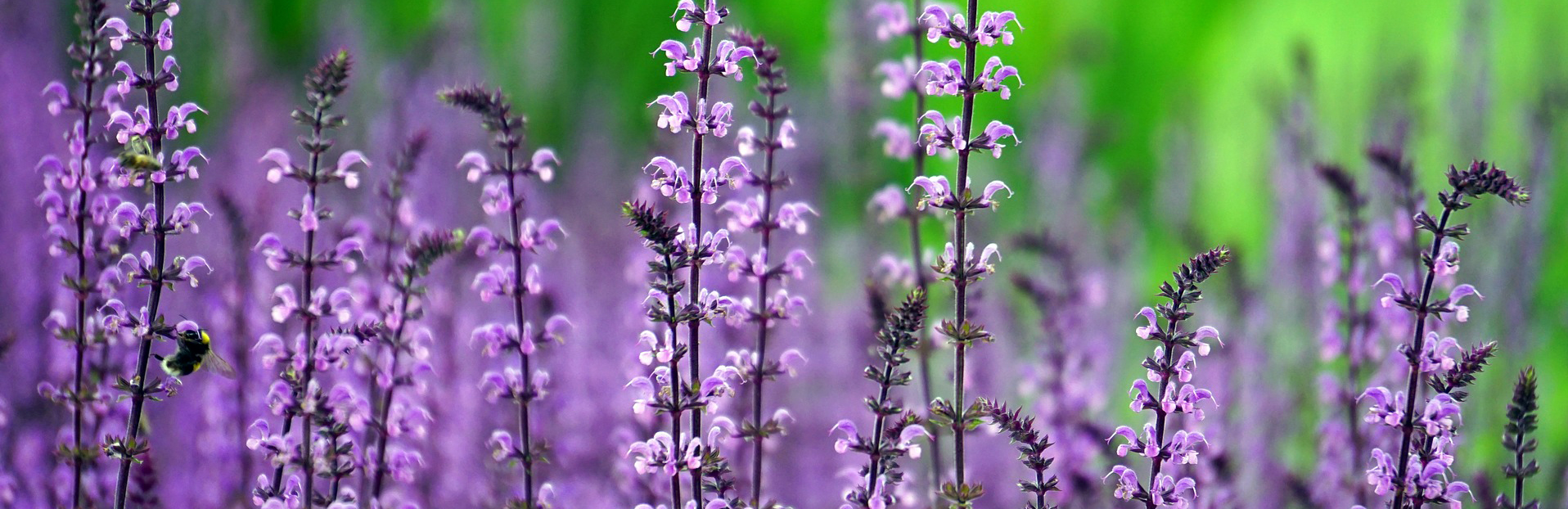 Purple flowers