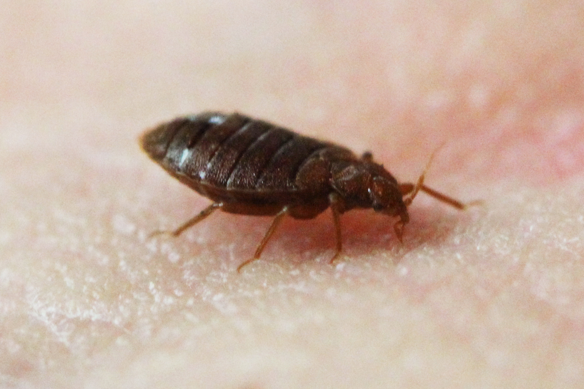 Bed Bug On Skin