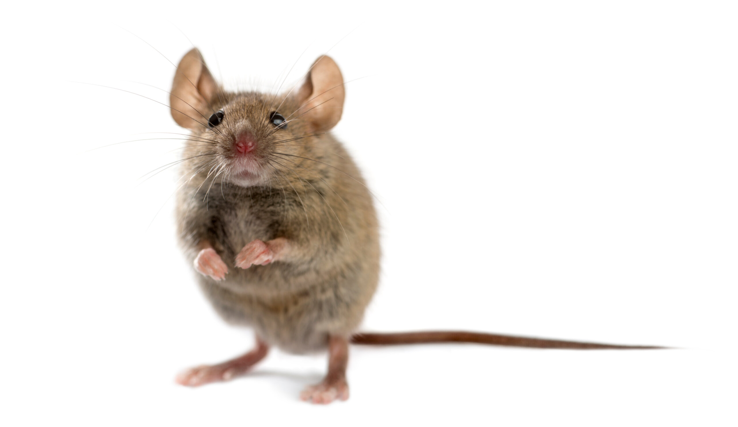 Mouse trying to get into a home