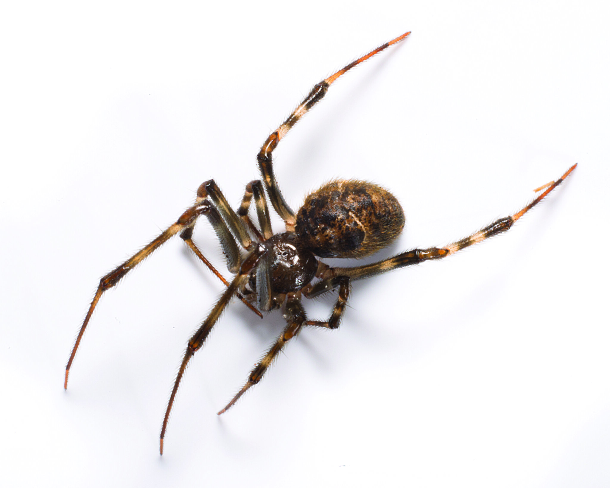 Why Do Spiders Enter Our Homes? Adam's Pest Control