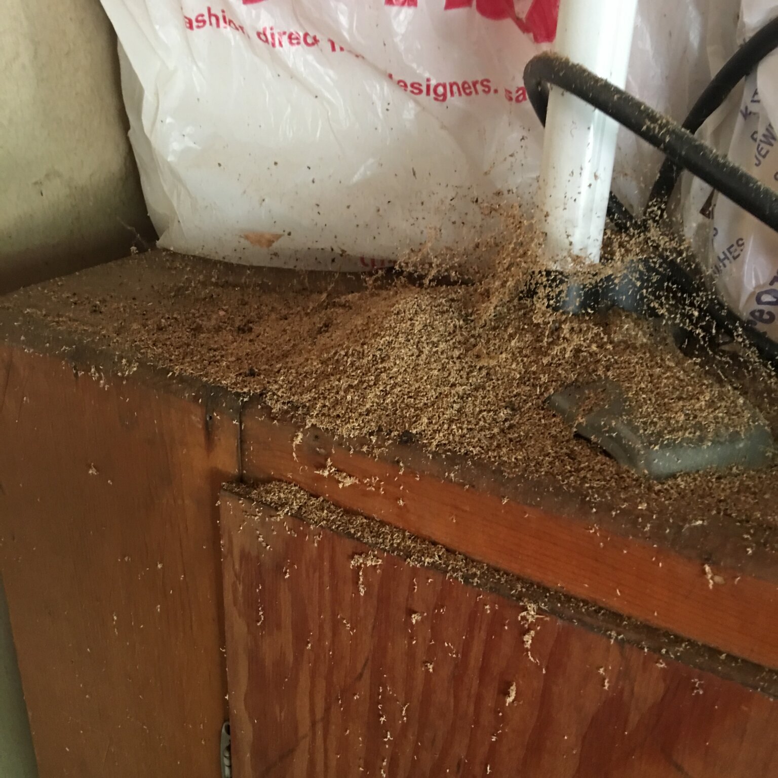 The 4 Stages Of Carpenter Ant Infestations Important Warning Signs