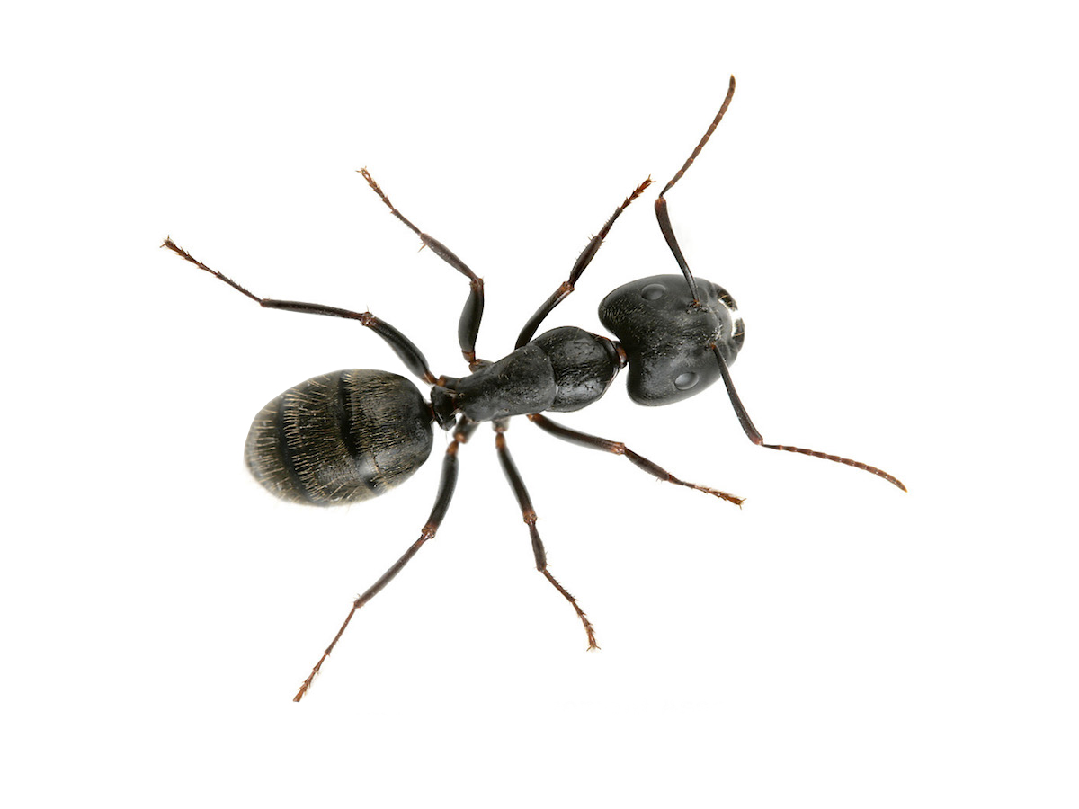 Carpenter Ant