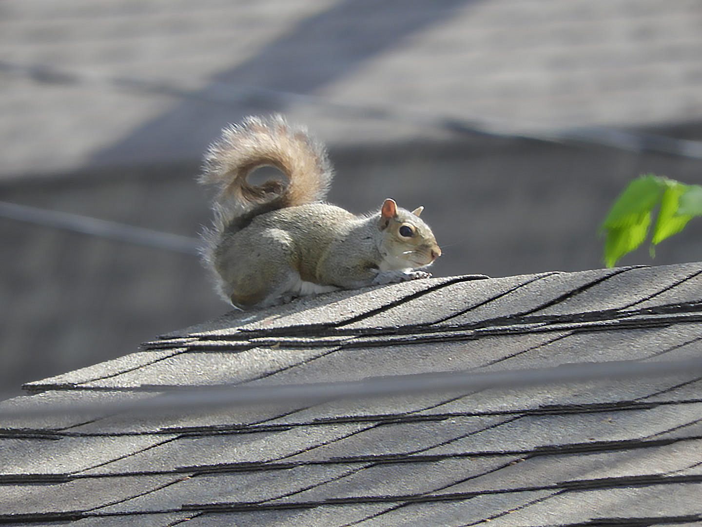 Squirrel On Roof