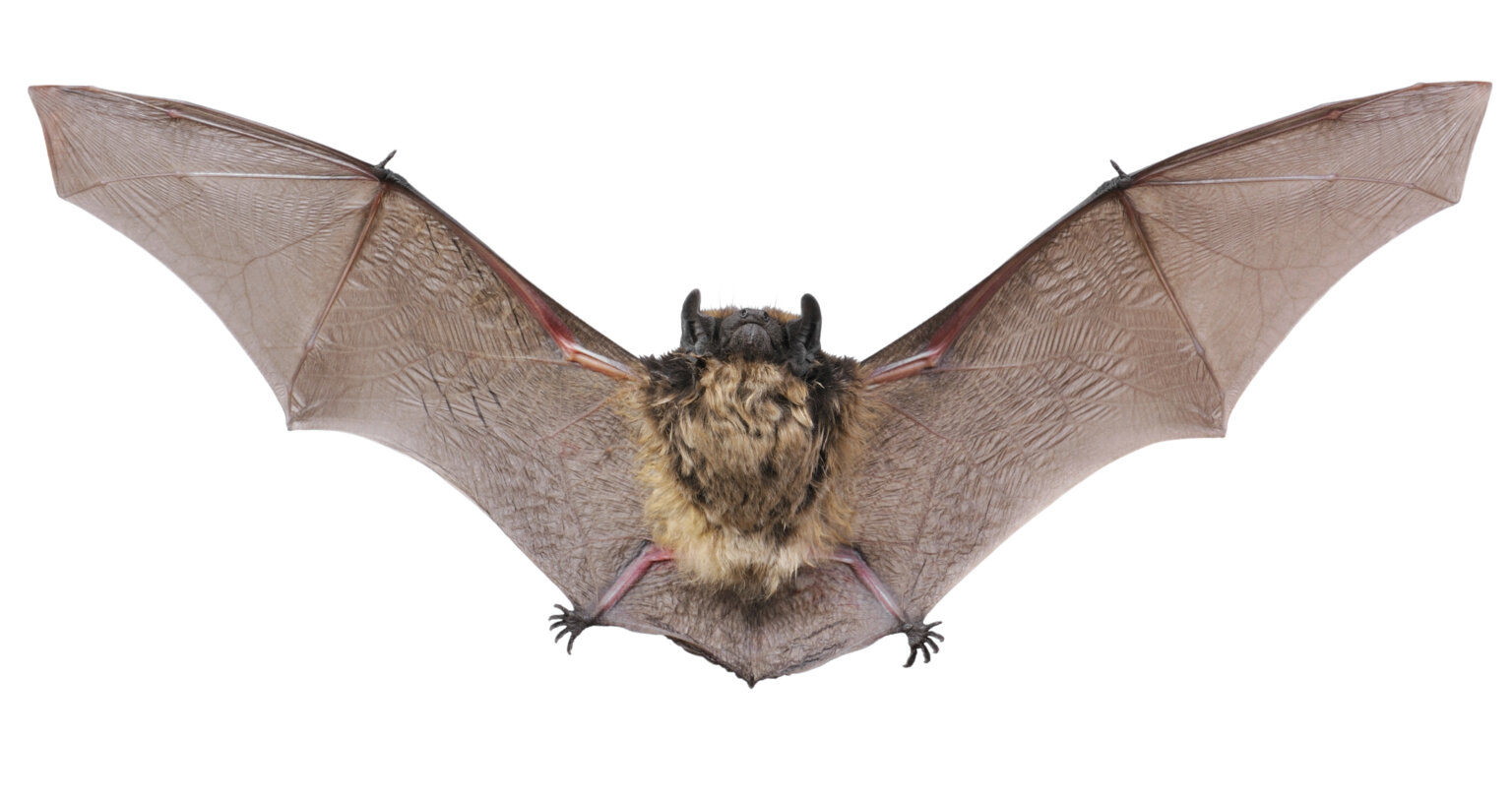 Understanding the Importance of Bat Removal Protecting Your Home and