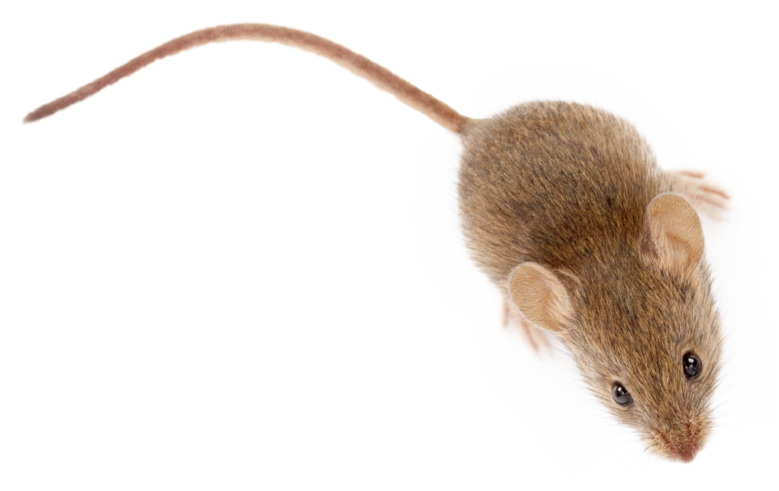 how to get rid of a mouse in your basement