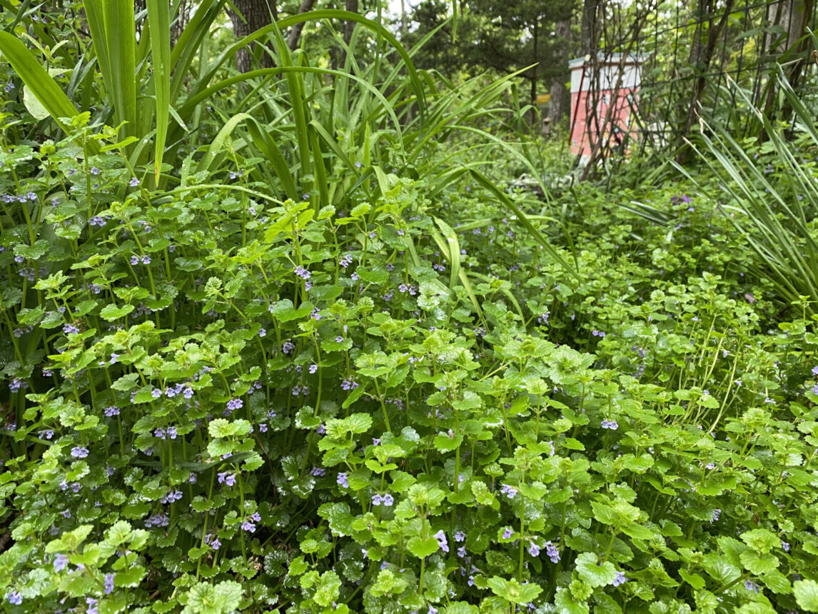 Close-up image of Creeping Charlie, also known as ground ivy, spreading across a Minnesota lawn. Adams Pest Control provides expert weed control to eliminate Creeping Charlie and restore healthy turf with customized lawn care treatments.