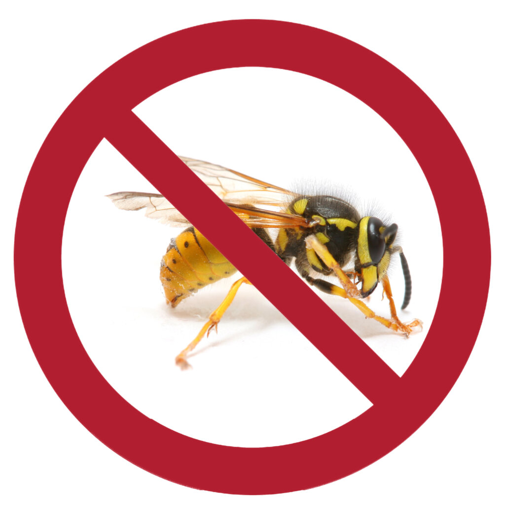 Image of a stinging pest named yellow jacket