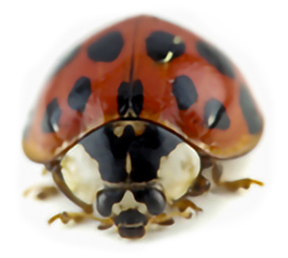 photo of multicolored Asian lady beetle (lady bug) with distinctive "W" behind its head