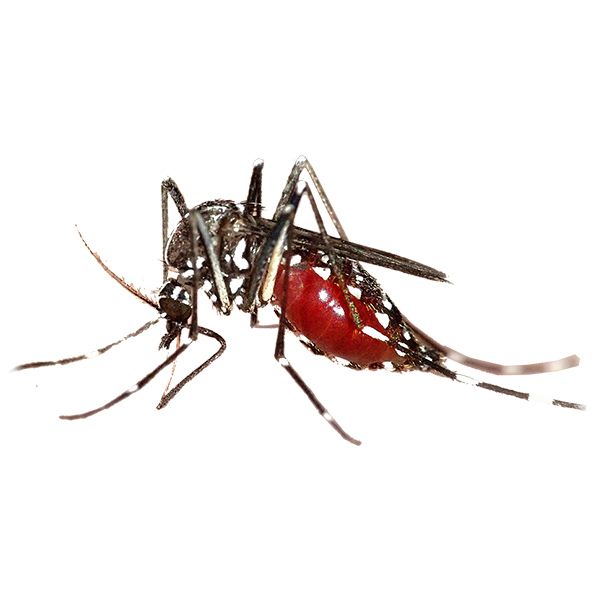 mosquito