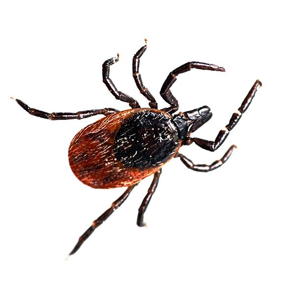 tick-pest-control