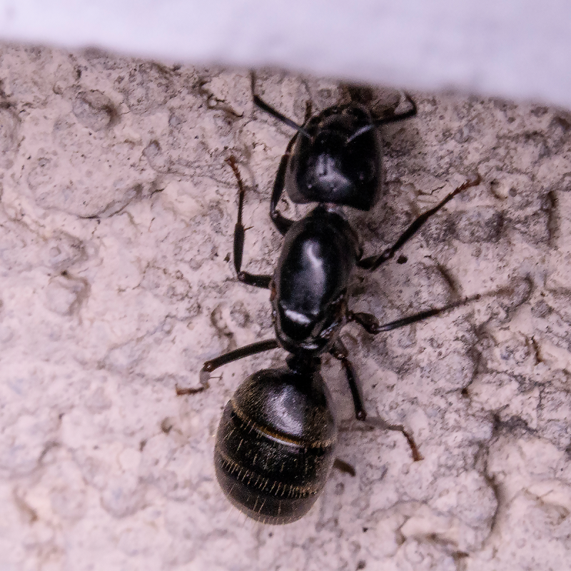 Minnesota and Wisconsin Ants