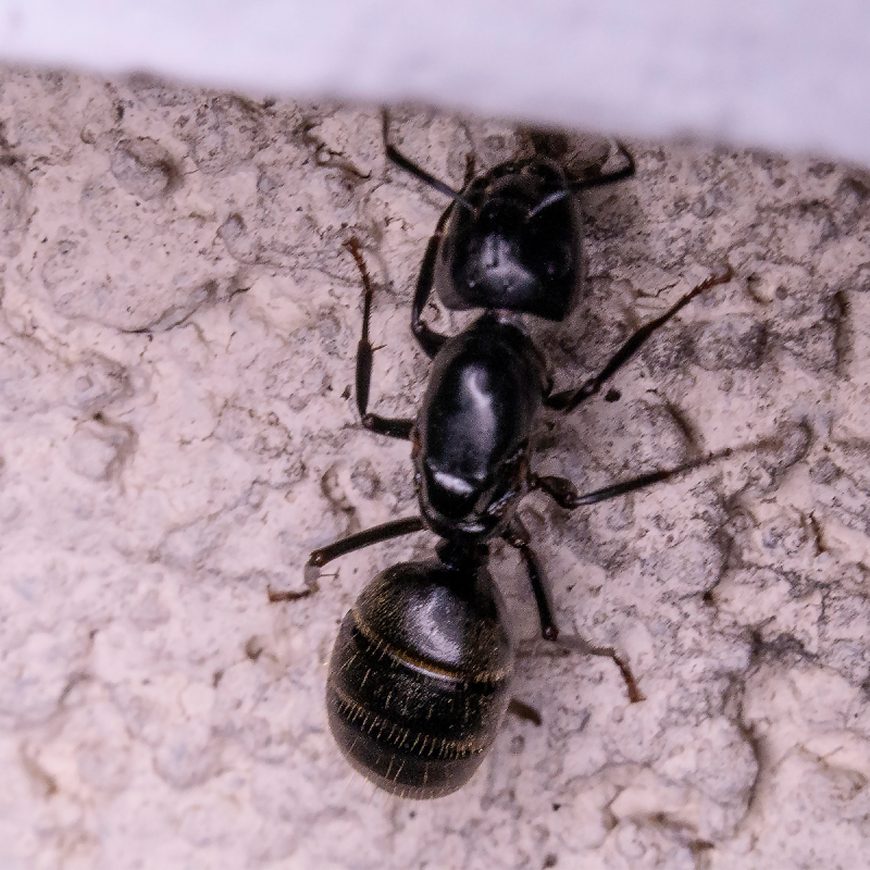 Signs of Carpenter Ants: How to Get Rid of Carpenter Ants