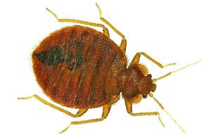 bed-bug-blog-adams.jpg