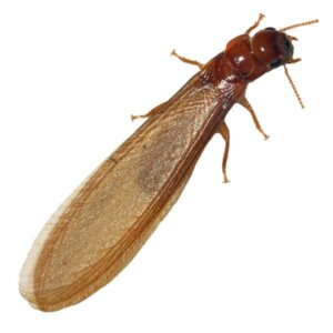 termite