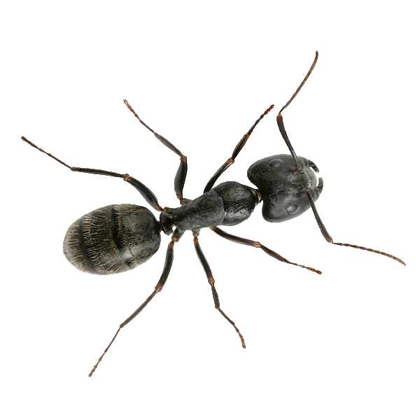 carpenter ants