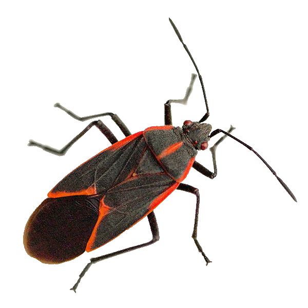 Boxelder bug cluster near home siding in Minnesota during fall