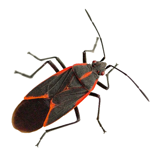 boxelder bugs