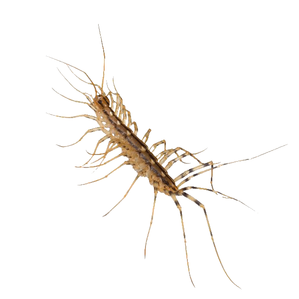 centipedes