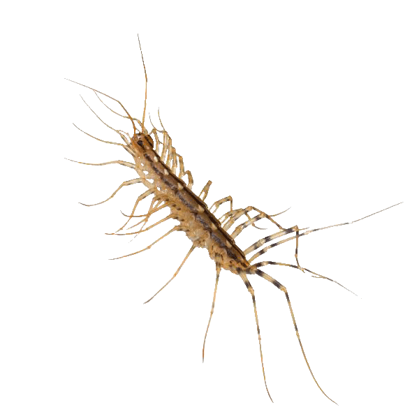 house centipede larva