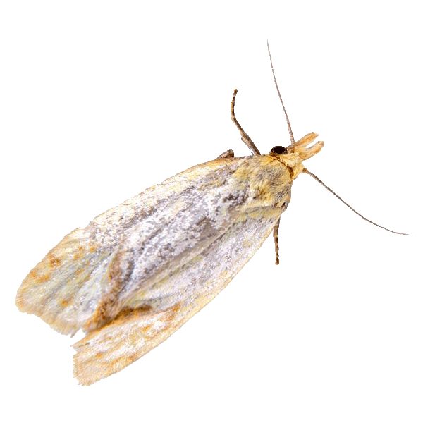 Close-up image of a clothes moth causing fabric damage in Minnesota homes
