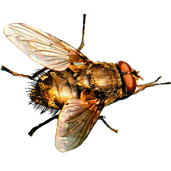 Cluster fly resting indoors during fall infestation in Minnesota