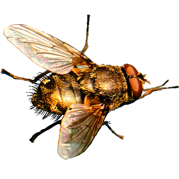 cluster flies