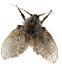 Drain fly infestation near sinks and drains in Minnesota homes