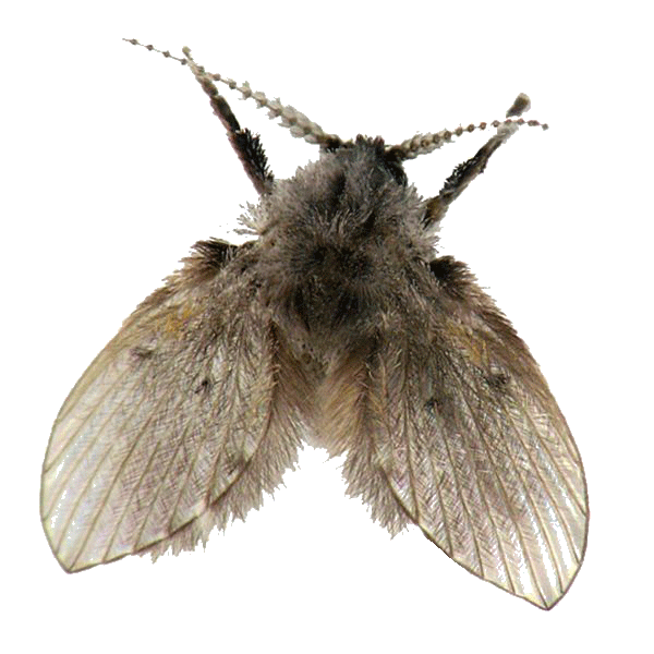 Drain fly infestation near sinks and drains in Minnesota homes