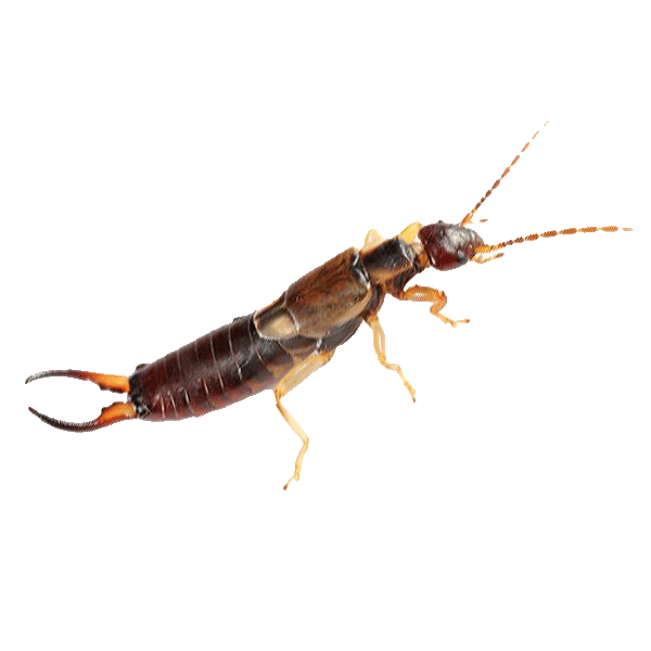 earwigs