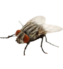 Filth fly species commonly found in Minnesota homes and businesses