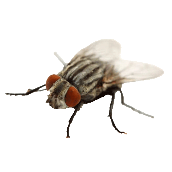 Filth fly species commonly found in Minnesota homes and businesses