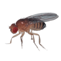 fruit flies