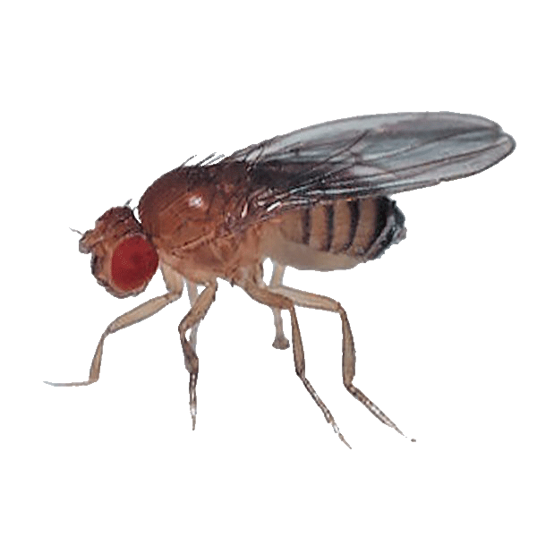 Fruit flies near ripe produce in a kitchen environment