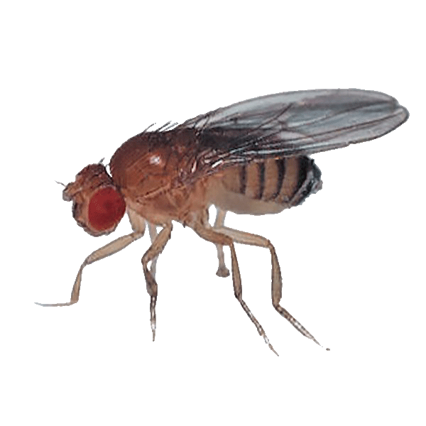 fruit flies