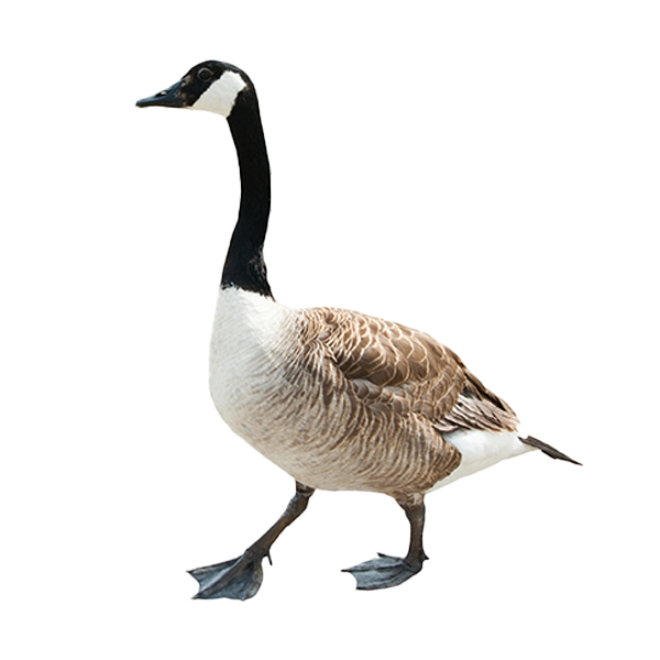 Canada geese congregating on a residential lawn, illustrating potential pest issues and the importance of professional goose control services.​