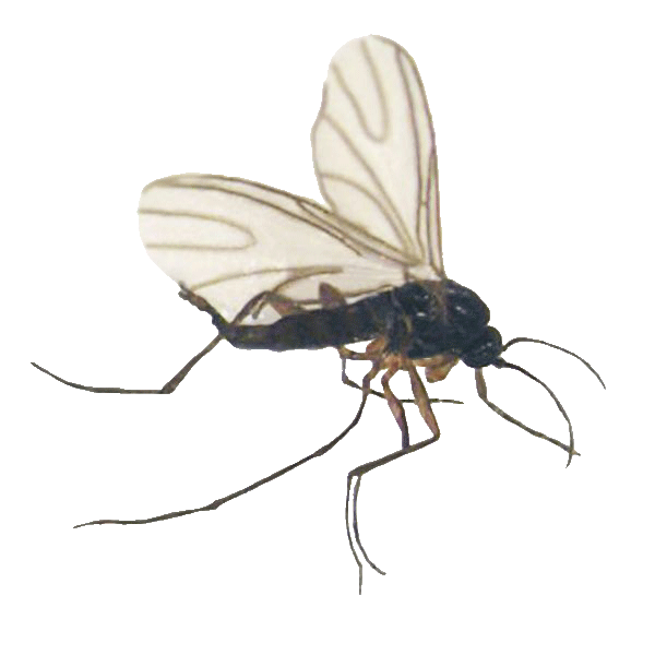 Fungus gnats on indoor plant soil causing nuisance and damage
