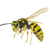 Image of Wasp