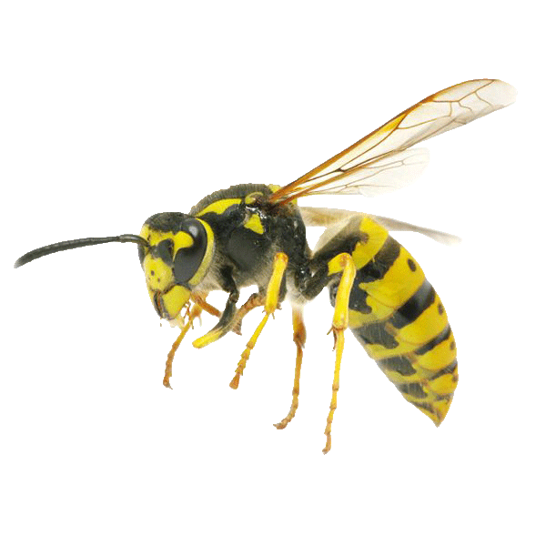 Image of Wasp