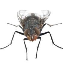 Close-up image of a house fly commonly found in Minnesota homes
