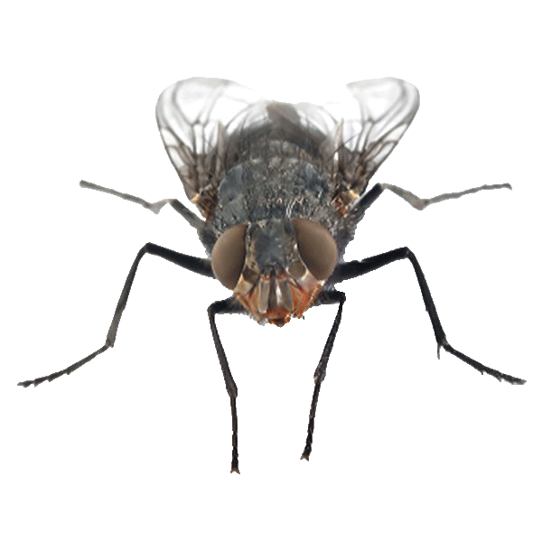 Close-up image of a house fly commonly found in Minnesota homes
