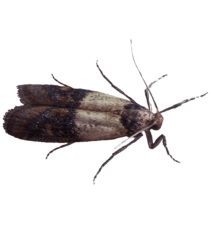 Indian meal moth found in kitchen pantry infesting stored dry food products