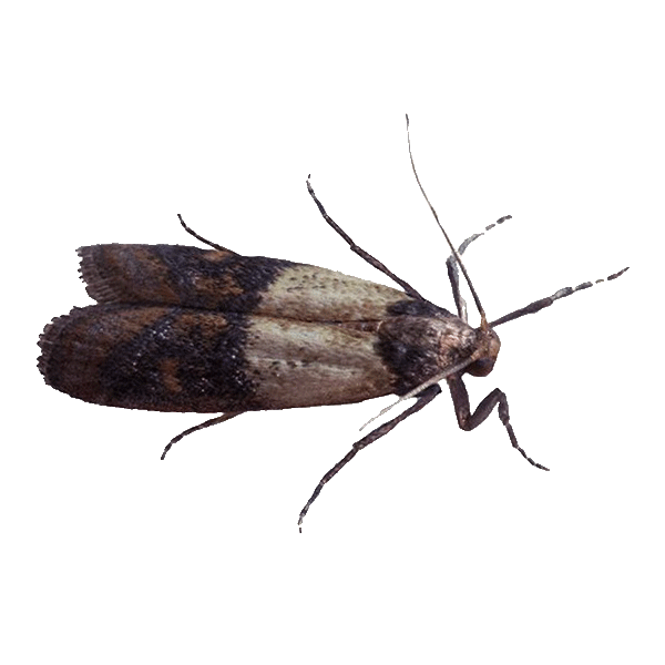 indianmeal moths