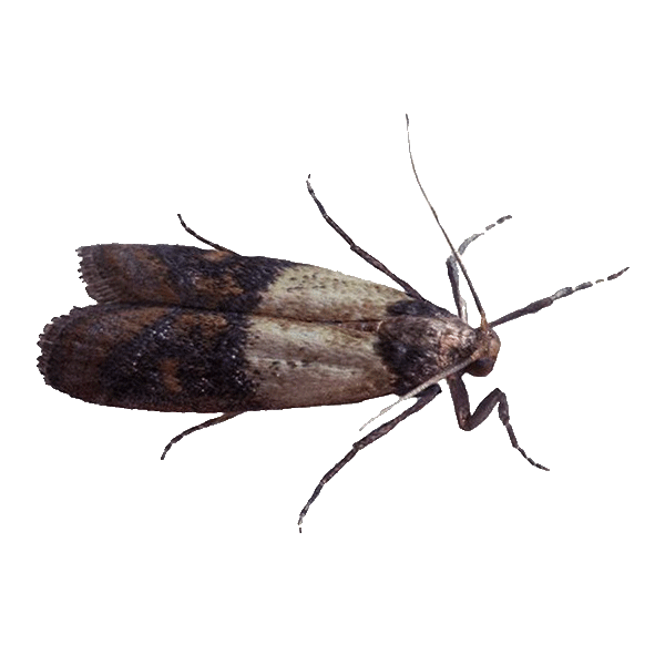 Indian meal moth found in kitchen pantry infesting stored dry food products