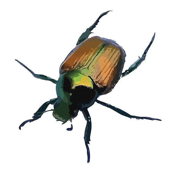 Japanese beetles feeding on garden plants in Minnesota landscape